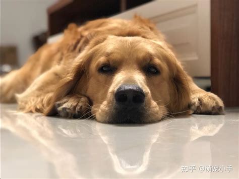 未成年母狗|【讨论】母犬绝育到底最佳年龄是什么时候？